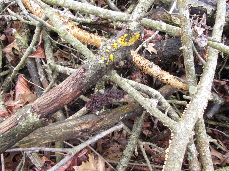 Photo of fungi in brush heap