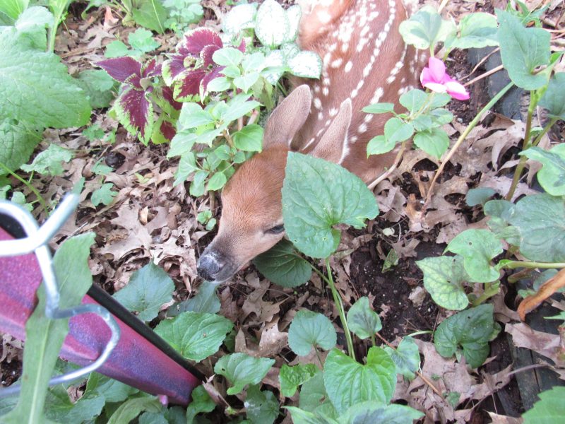 Photo of baby deer in garden