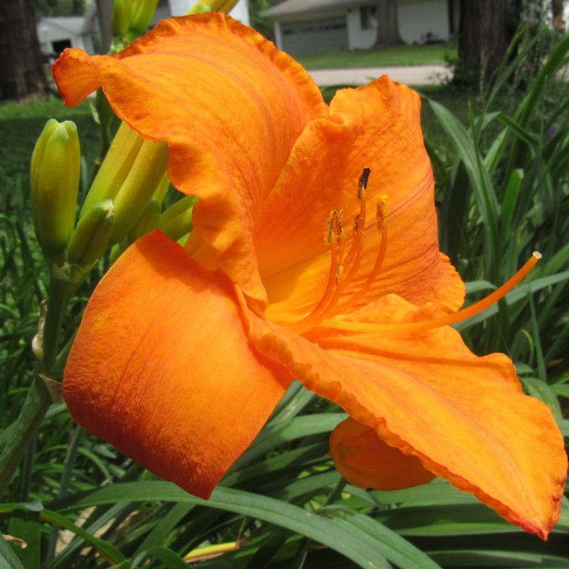 Photo of bright orange daylily