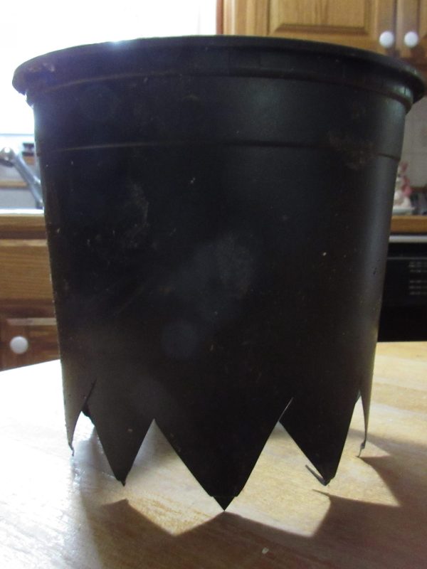 Photo of pot cut to be plant collar